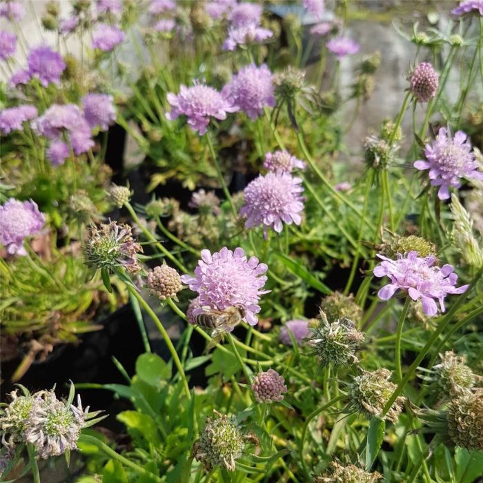 Berg\u002DSkabiose\u0020\u0028Scabiosa\u0020japonica\u0029\u0020Pink\u0020Diamonds