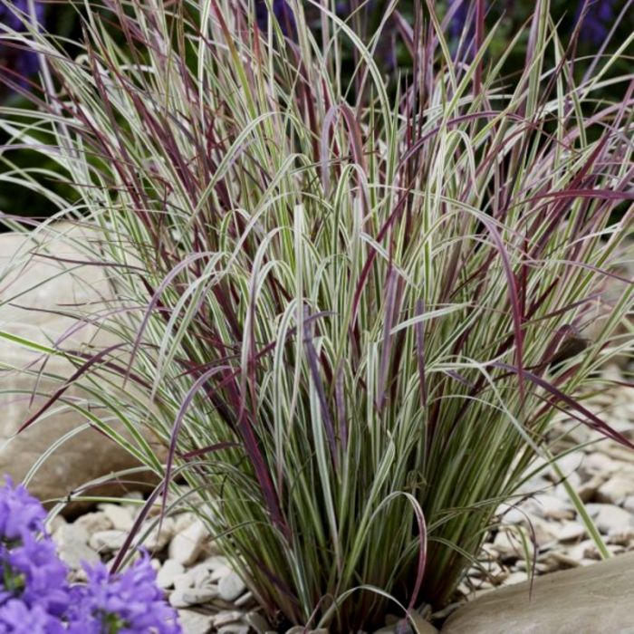 Pr\u00E4riegras\u0020\u0028Schizachyrium\u0020scoparium\u002FAndropogon\u0020scoparius\u0029\u0020Chameleon