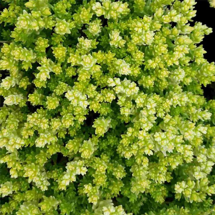 Mauerpfeffer\u0020\u0028Sedum\u0020acre\u0029\u0020