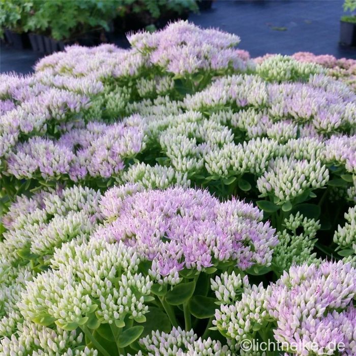 Pracht\u002DFetthenne\u0020\u0028Sedum\u0020spectabile\u0029\u0020Brilliant