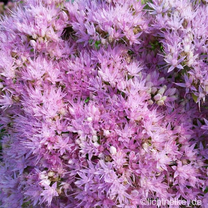 Pracht\u002DFetthenne\u0020\u0028Sedum\u0020spectabile\u0029\u0020Brilliant