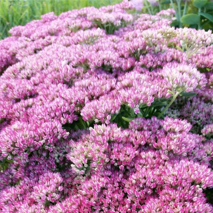 Pracht\u002DFetthenne\u0020\u0028Sedum\u0020telephium\u0029\u0020Autumn\u0020Joy