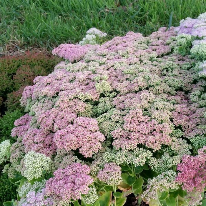 Pracht\u002DFetthenne\u0020\u0028Sedum\u0020telephium\u0029\u0020Autumn\u0020Joy