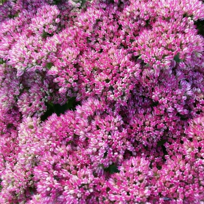 Pracht\u002DFetthenne\u0020\u0028Sedum\u0020telephium\u0029\u0020Autumn\u0020Joy