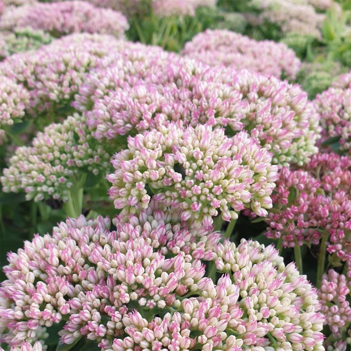 Pracht\u002DFetthenne\u0020\u0028Sedum\u0020spectabile\u0029\u0020Herbstfreude