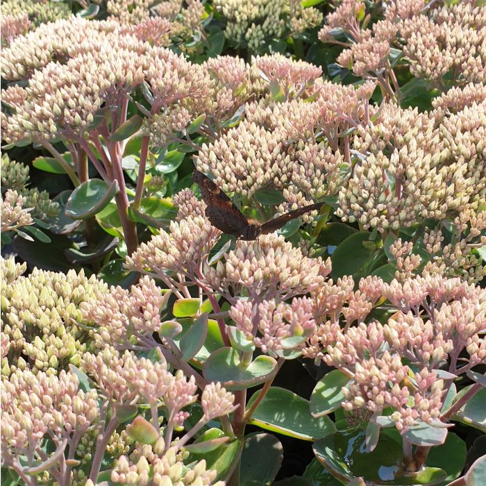 Pracht\u002DFetthenne\u0020\u0028Sedum\u0020spectabile\u0029\u0020Herbstfreude