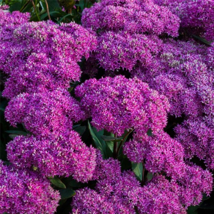 Prachtfetthenne\u0020\u0028Sedum\u0020telephium\u0029\u0020Mr.Goodbud