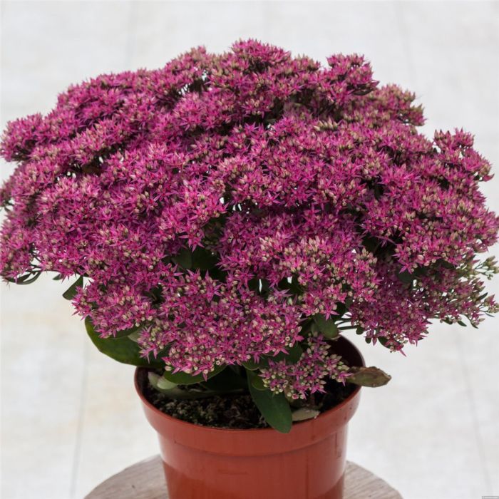 Prachtfetthenne\u0020\u0028Sedum\u0020telephium\u0029\u0020Mr.Goodbud