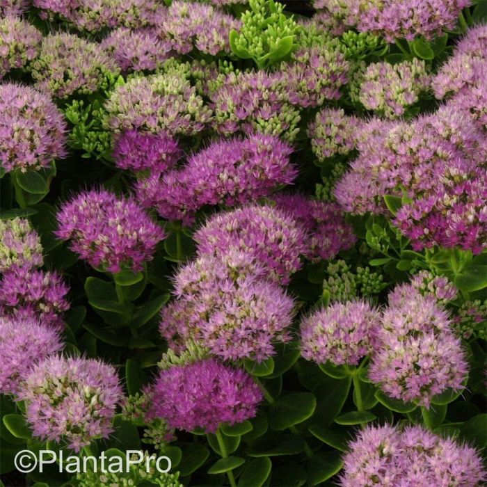 Pracht\u002DFetthenne\u0020\u0028Sedum\u0020spectabile\u0029\u0020Carmen