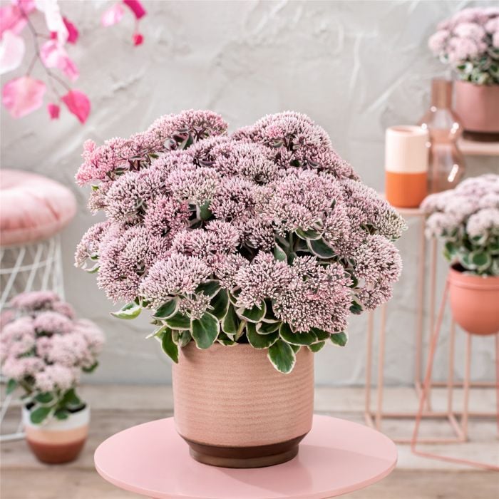 Prachtfetthenne\u0020\u0028Sedum\u0020telephium\u0029\u0020La\u0020Vie\u0020en\u0020Rose