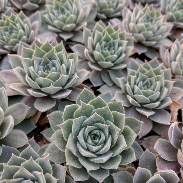 Dachwurz\u0020\u0028Sempervivum\u0029\u0020Aquila