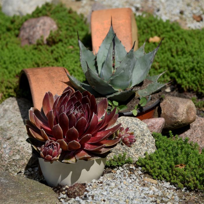 Dachwurz\u0020\u0028Sempervivum\u0029\u0020BIGSAM\u0020Power\u0020Grenade