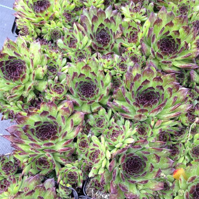 Dachwurz\u0020\u0028Sempervivum\u0029\u0020Reinhard