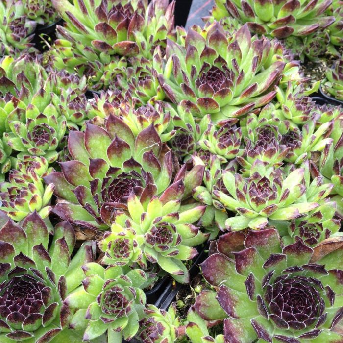 Dachwurz\u0020\u0028Sempervivum\u0029\u0020Reinhard