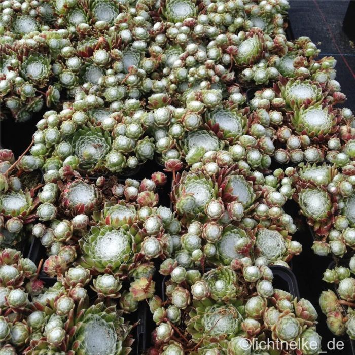 Spinnwebhauswurz\u0020\u0028Sempervivum\u0020arachnoideum\u0020\u0029\u0020