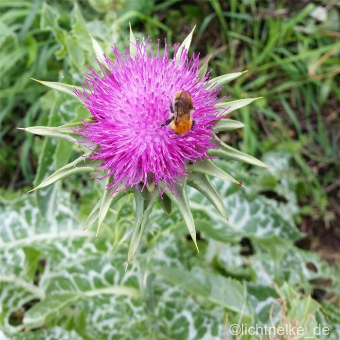 Mariendistel\u0020\u0028Silybum\u0020marianum\u0029\u0020