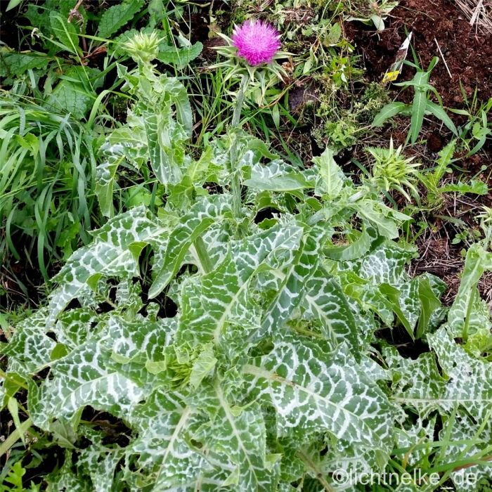 Mariendistel\u0020\u0028Silybum\u0020marianum\u0029\u0020