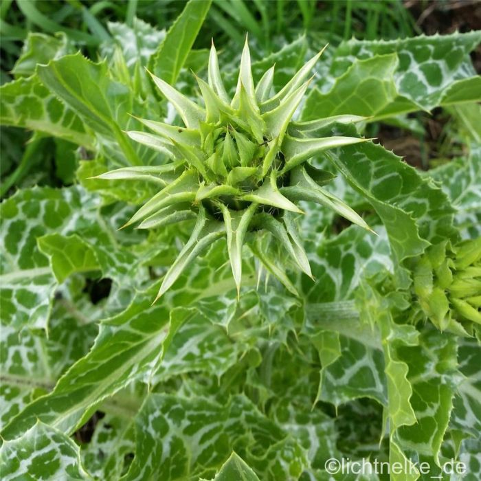 Mariendistel\u0020\u0028Silybum\u0020marianum\u0029\u0020