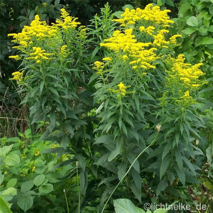 Goldrute\u0020\u0028Solidago\u0020Hybride\u0020\u0029\u0020