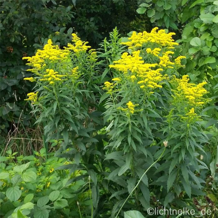 Goldrute\u0020\u0028Solidago\u0020Hybride\u0020\u0029\u0020