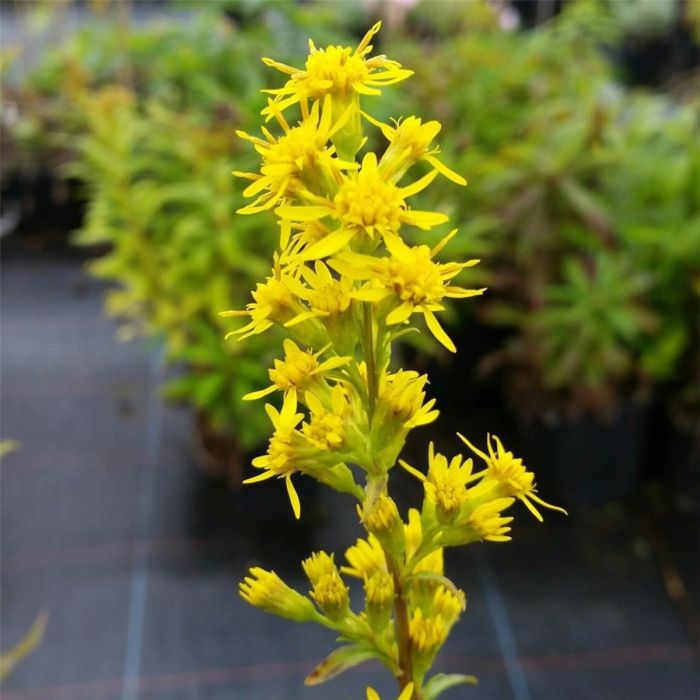 Echte\u0020Goldrute\u0020\u0028Solidago\u0020virgaurea\u0029\u0020