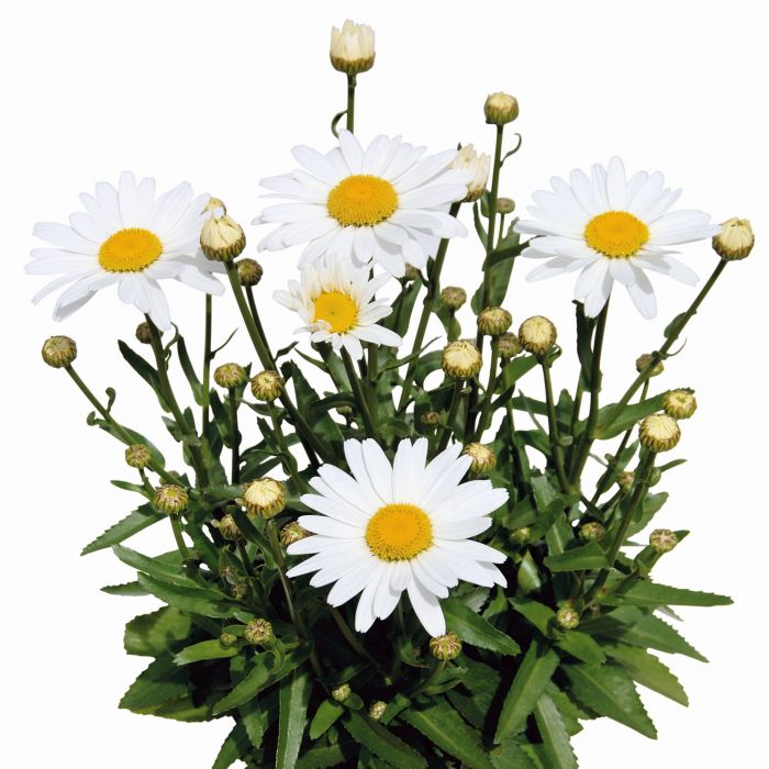 Sommer\u002DMargerite\u0020\u0028Leucanthemum\u0020x\u0020superbum\u0029\u0020White\u0020Mountain