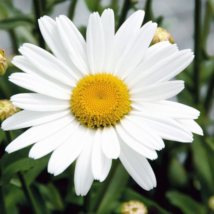 Sommer\u002DMargerite\u0020\u0028Leucanthemum\u0020x\u0020superbum\u0029\u0020White\u0020Mountain