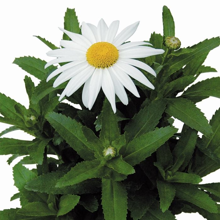 Sommer\u002DMargerite\u0020\u0028Leucanthemum\u0020x\u0020superbum\u0029\u0020White\u0020Mountain