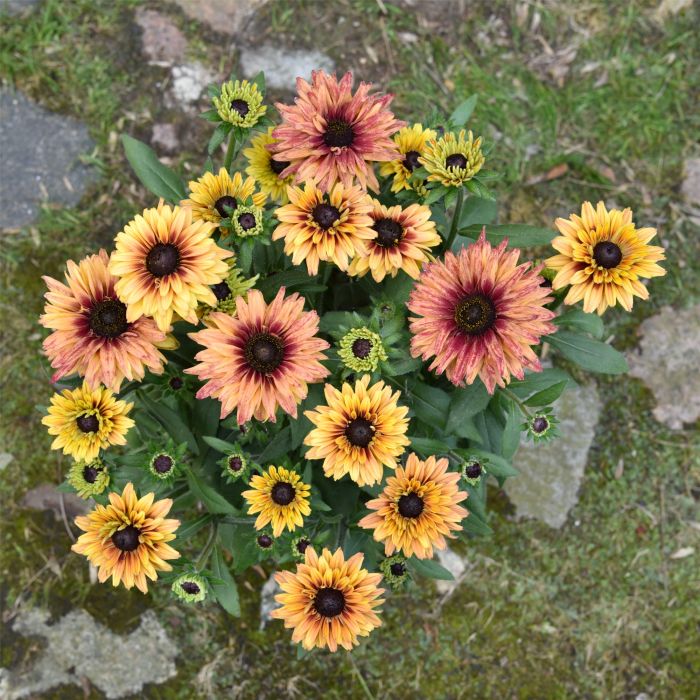 Sonnenhut\u0020\u0028Rudbeckia\u0029\u0020FLAMENCO\u0020Apricot\u00AE