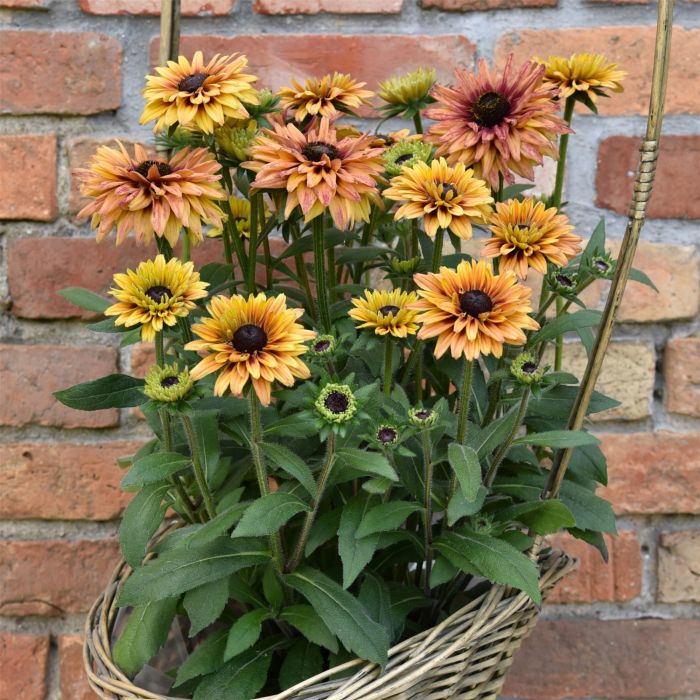 Sonnenhut\u0020\u0028Rudbeckia\u0029\u0020FLAMENCO\u0020Apricot\u00AE