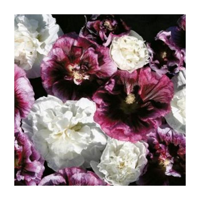 Stockrose\u0020\u0028Alcea\u0020rosea\u0029\u0020Blackberry\u0020Ripple