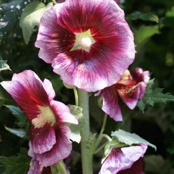 Stockrose\u0020\u0028Alcea\u0020rosea\u0029\u0020Cr\u00E8me\u0020de\u0020Cassis