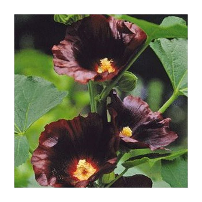 Stockrose\u0020\u0028Alcea\u0020rosea\u0029\u0020Black\u0020Knight