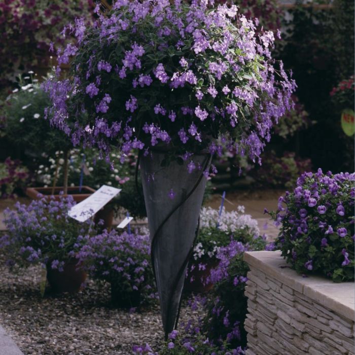 Afrikanisches\u0020Veilchen\u0020\u0028Streptocarpus\u0020saxorum\u0029\u0020Blue\u0020Fountain