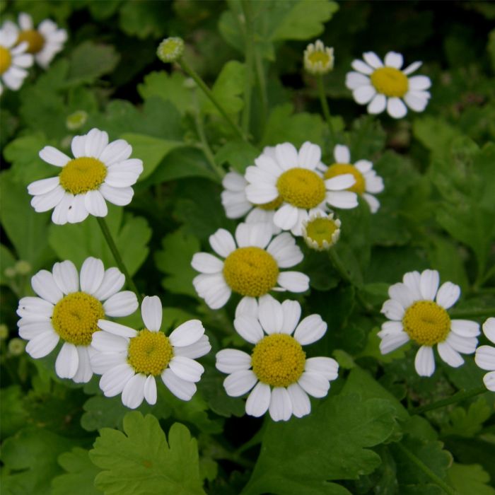 Mutterkraut\u0020\u0028Tanacetum\u0020\u002F\u0020Chrysanthemum\u0020parthenium\u0029\u0020