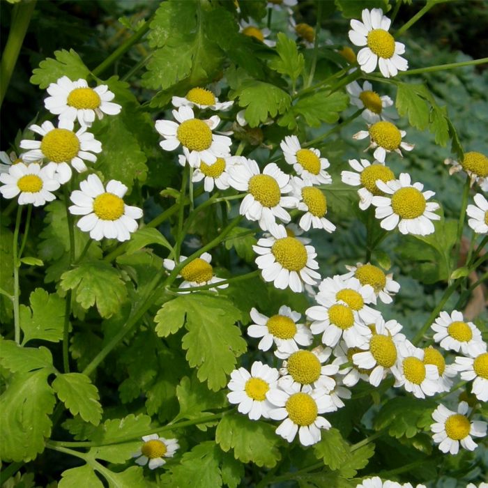 Mutterkraut\u0020\u0028Tanacetum\u0020\u002F\u0020Chrysanthemum\u0020parthenium\u0029\u0020