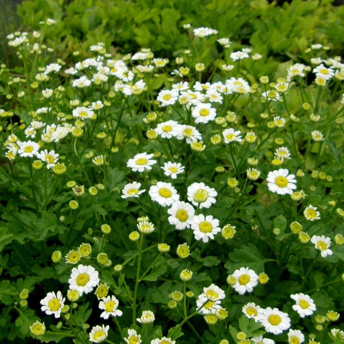 Mutterkraut\u0020\u0028Tanacetum\u0020\u002F\u0020Chrysanthemum\u0020parthenium\u0029\u0020