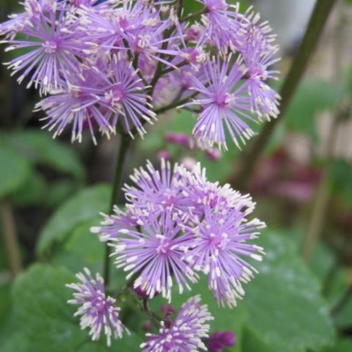 Wiesenraute\u0020\u0028Thalictrum\u0020actaefolium\u0029\u0020Perfume\u0020Star