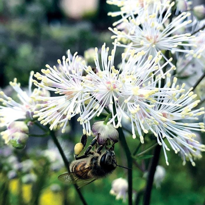 Wiesenraute\u0020\u0028Thalictrum\u0020aquilegifolium\u0029\u0020Nimbus\u0020White