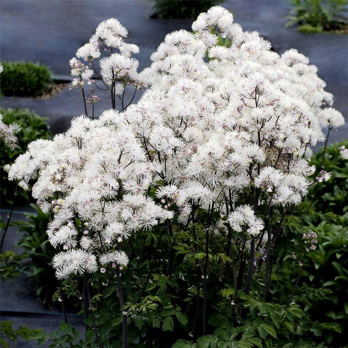 Wiesenraute\u0020\u0028Thalictrum\u0020aquilegifolium\u0029\u0020Nimbus\u0020White