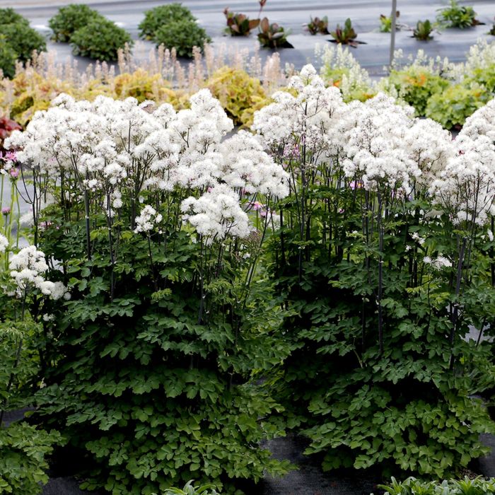 Wiesenraute\u0020\u0028Thalictrum\u0020aquilegifolium\u0029\u0020Nimbus\u0020White