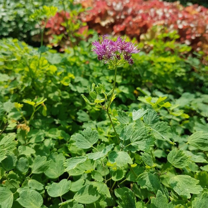 Wiesenraute\u0020\u0028Thalictrum\u0020aquilegifolium\u0029\u0020THUNDERCLOUD\u0020