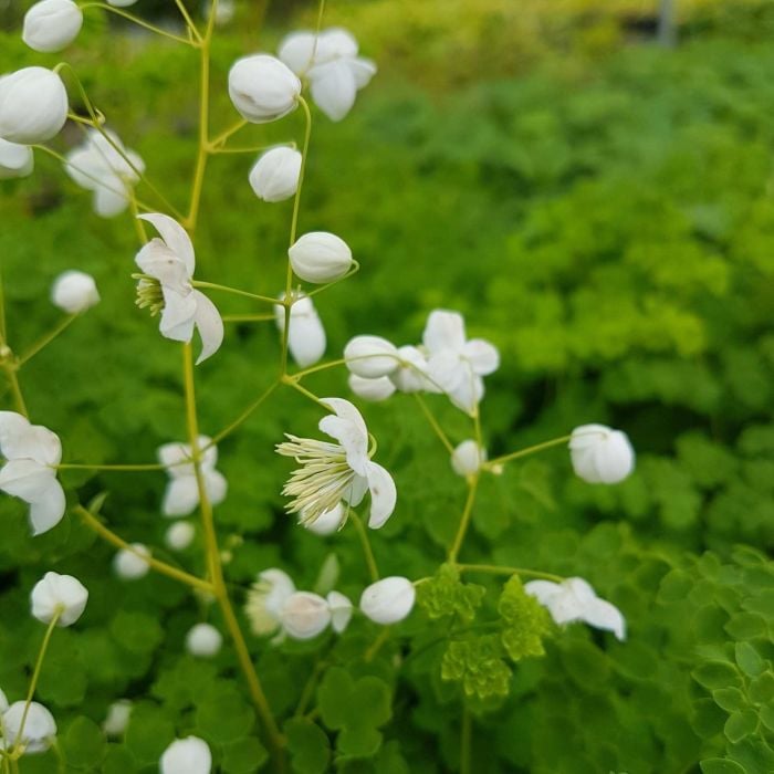 Gef\u00FCllte\u0020Wiesenraute\u0020\u0028Thalictrum\u0020delavayi\u0020\u0029\u0020Splendide\u0020White