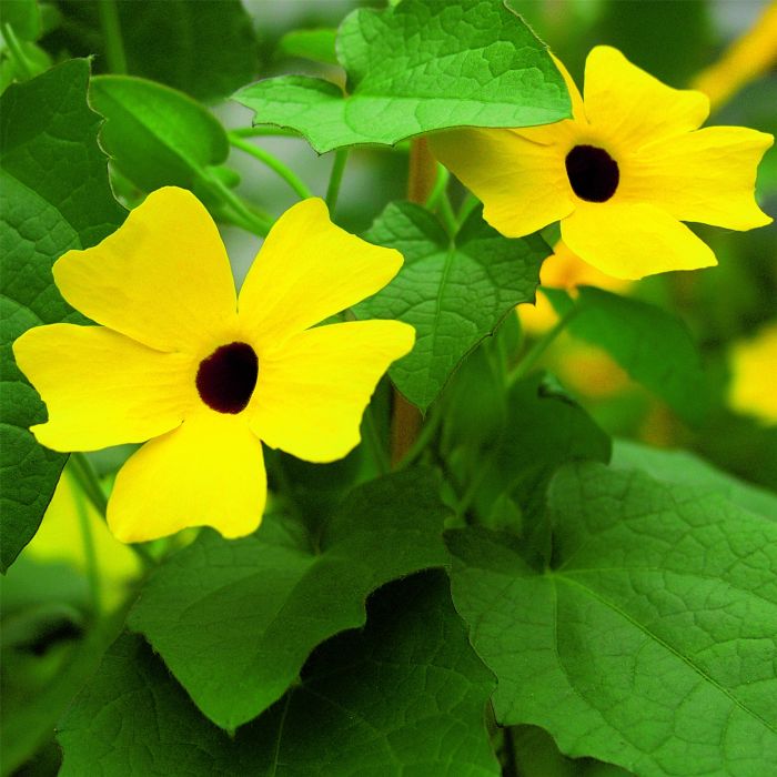 Schwarz\u00E4ugige\u0020Susanne\u0020\u0028Thunbergia\u0020alata\u0029\u0020Yellow