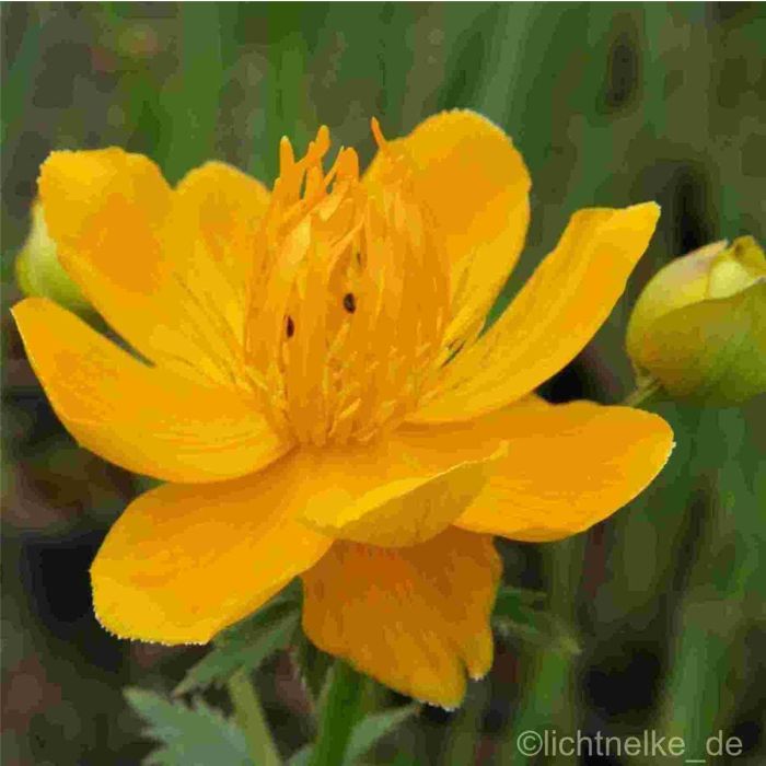 Trollblume\u0020\u0028Trollius\u0020chinensis\u0020\u0029\u0020Goldk\u00F6nigin