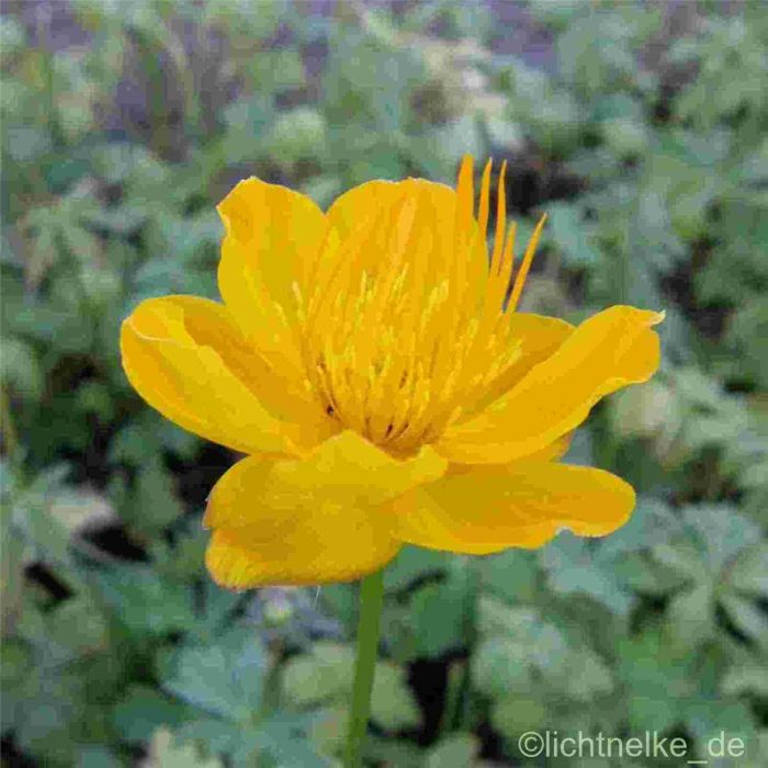Trollblume\u0020\u0028Trollius\u0020chinensis\u0020\u0029\u0020Goldk\u00F6nigin