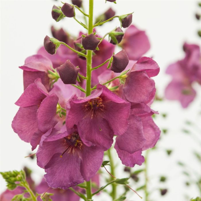 K\u00F6nigskerze\u0020\u0028Verbascum\u0029\u0020Plum\u0020Smokey