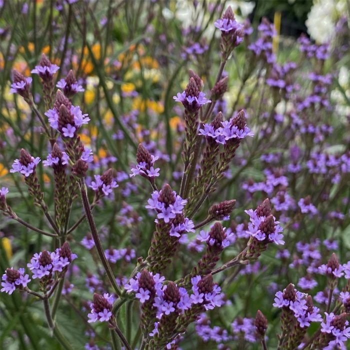 Kandelaber\u002DEisenkraut\u0020\u0028Verbena\u0020macdougalii\u0029\u0020Lavender\u0020Spires