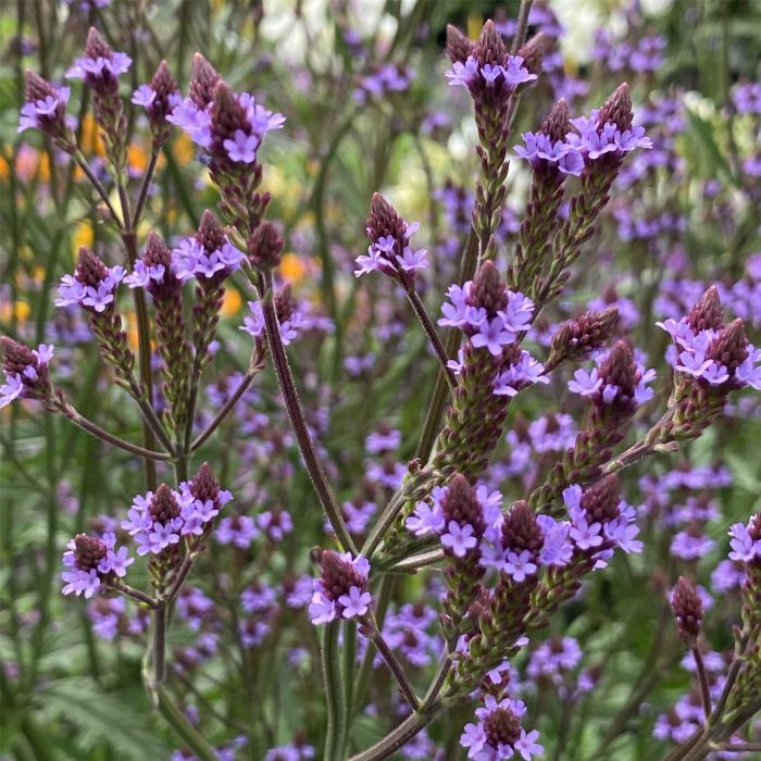 Kandelaber\u002DEisenkraut\u0020\u0028Verbena\u0020macdougalii\u0029\u0020Lavender\u0020Spires