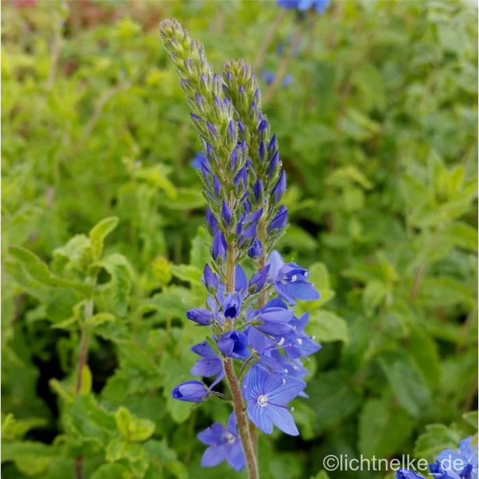 \u00D6sterreichischer\u0020Ehrenpreis\u0020\u0028Veronica\u0020austriaca\u0020ssp.\u0020teucrium\u0029\u0020K\u00F6nigsblau